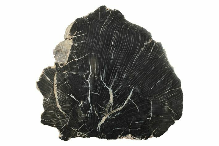 Rare, Petrified Wood (Schilderia) Slab - Arizona #242417